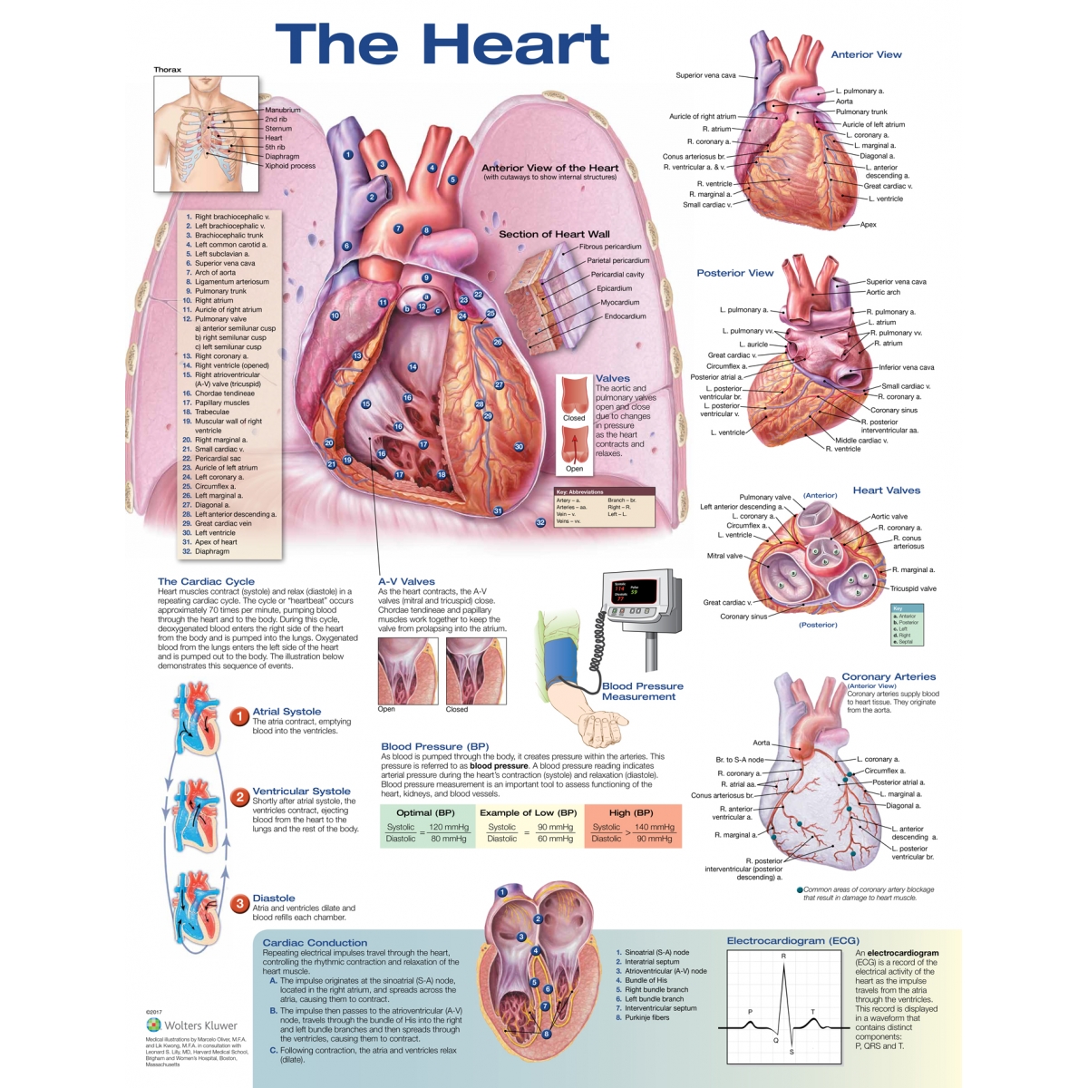 Anatomy Of The Heart Chart - Poster Anatomico Del Cuore, Seconda Edizione